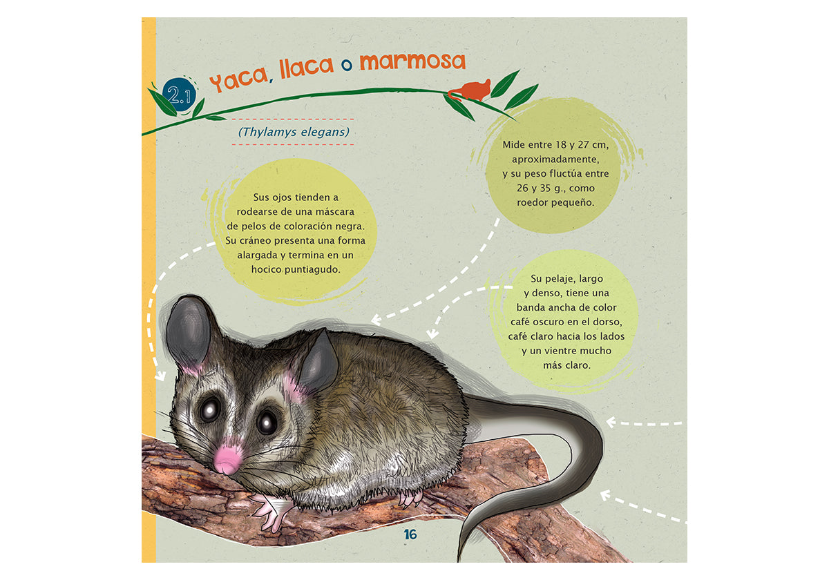 Marsupiales de Chile