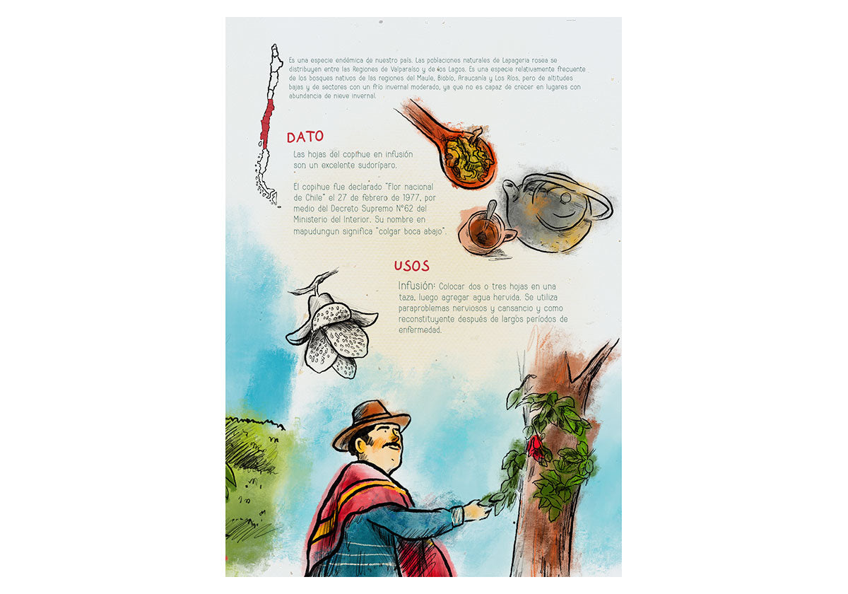 Sana sana, hojita de rama